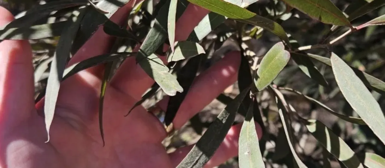 Narrow-leaved mallee