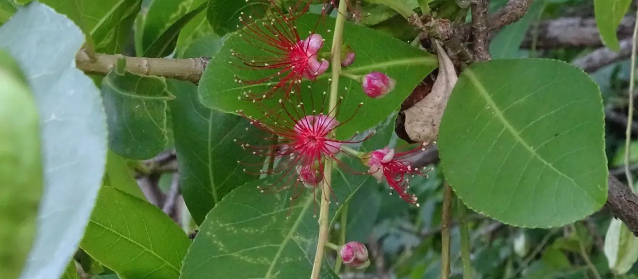 Barringtonia acutangula