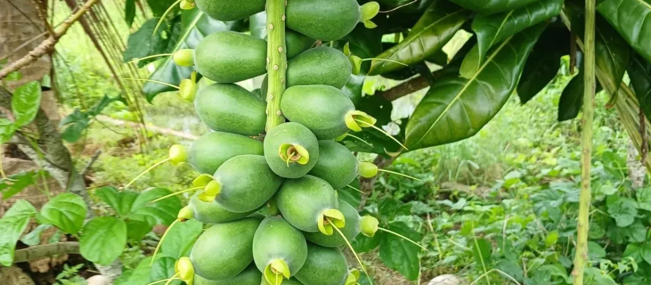 Barringtonia edulis