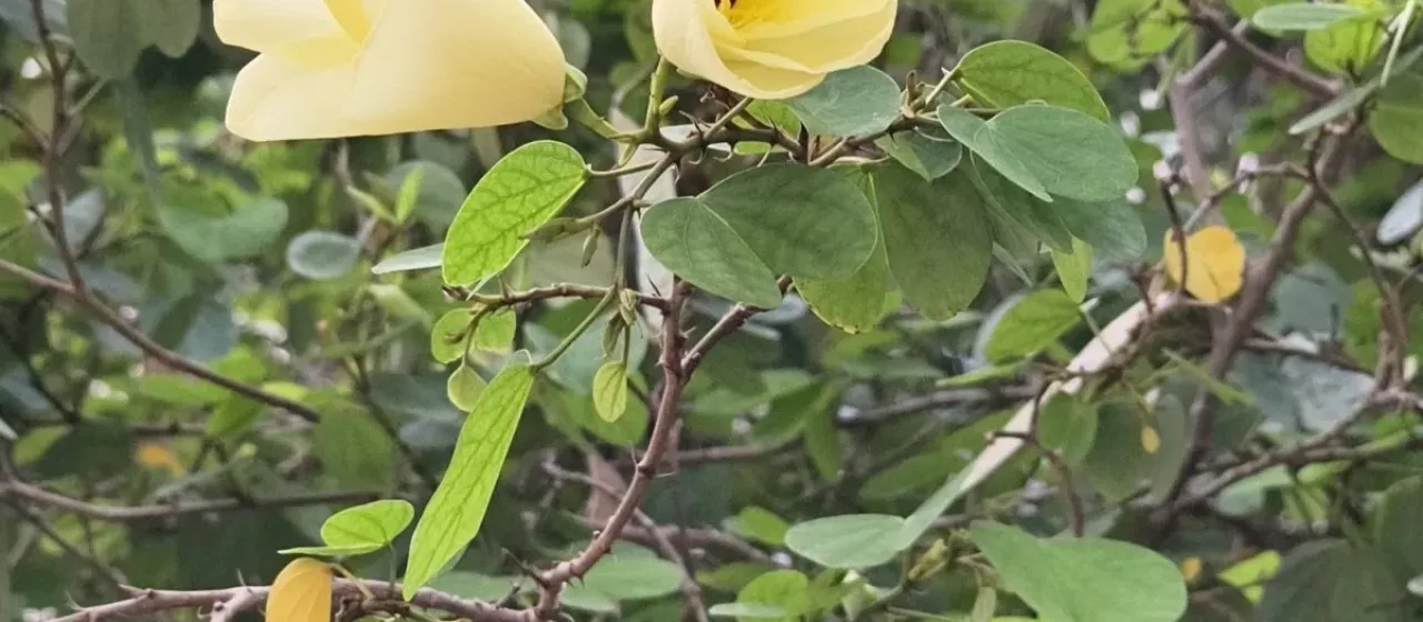 St. Thomas tree