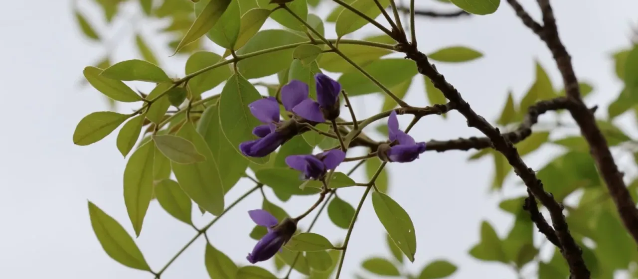 Tree wisteria