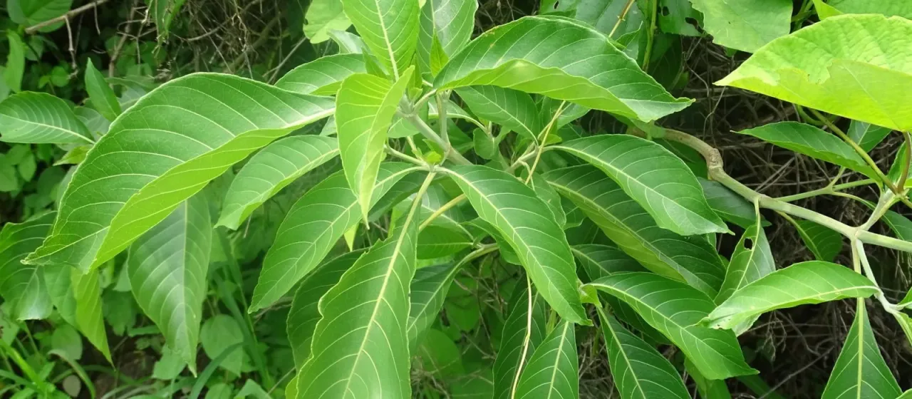 Bravaisia integerrima