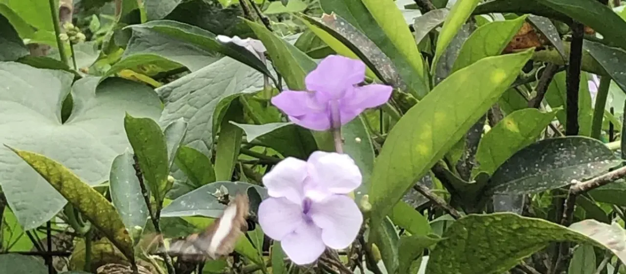 Brunfelsia grandiflora