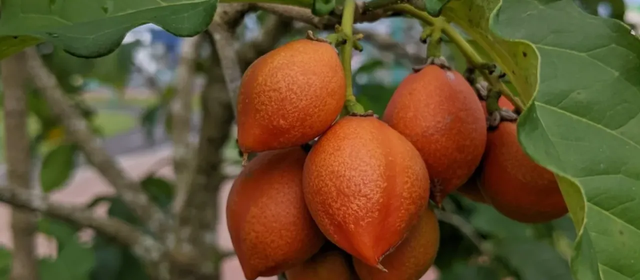 Bunchosia argentea