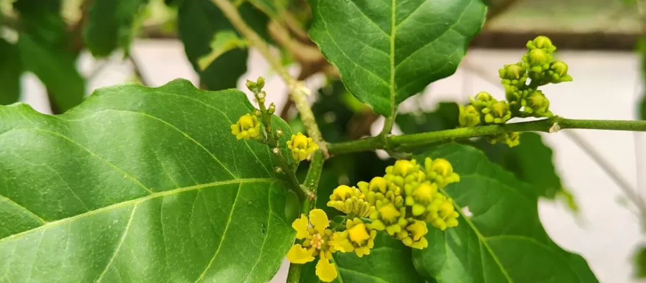 Bunchosia armeniaca