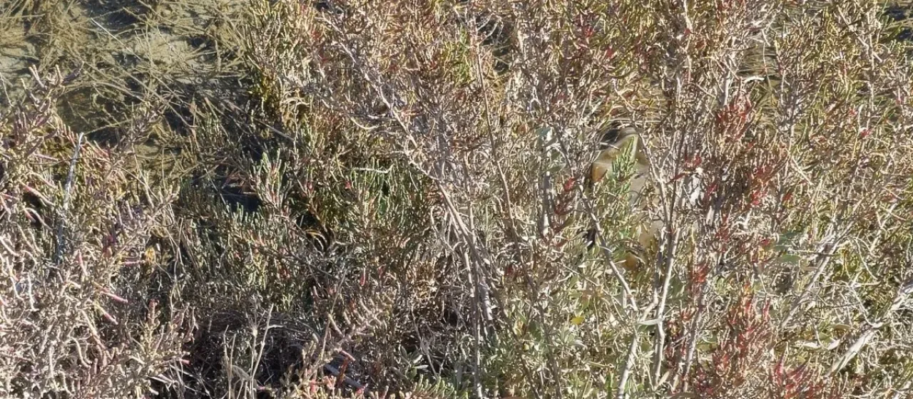 Halostachys belangeriana