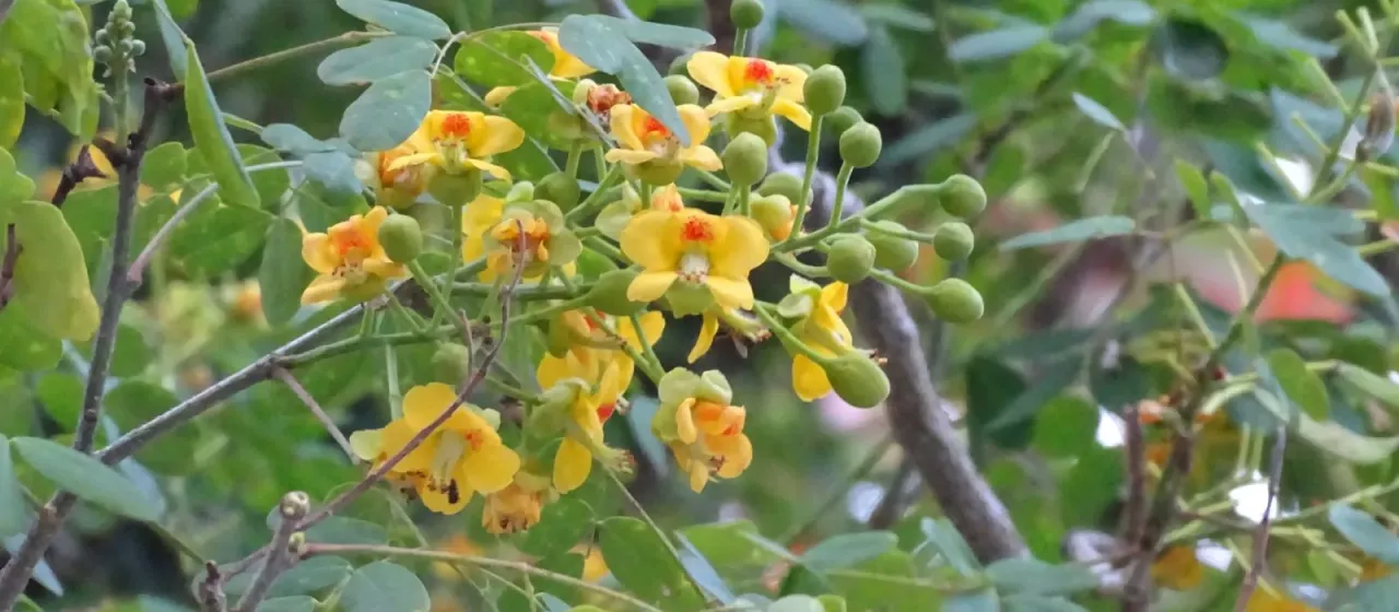 Yucatan caesalpinia