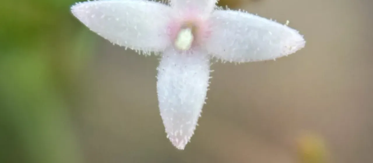 Narrowleaf houstonia