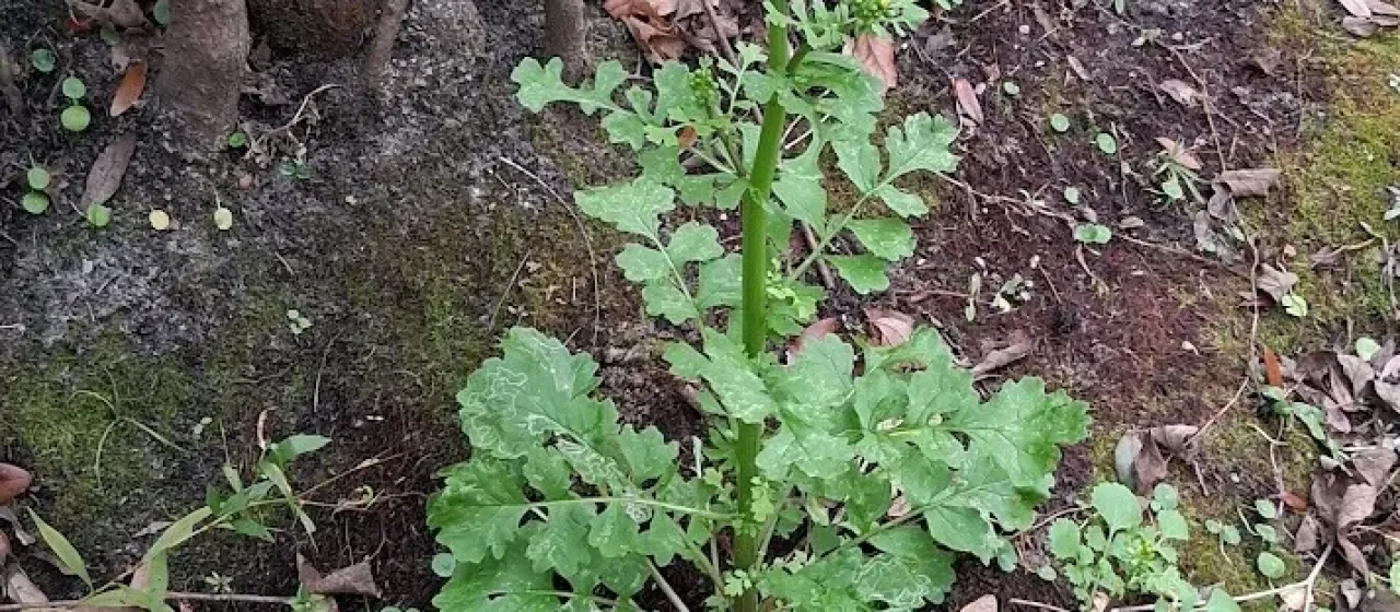 Butterweed