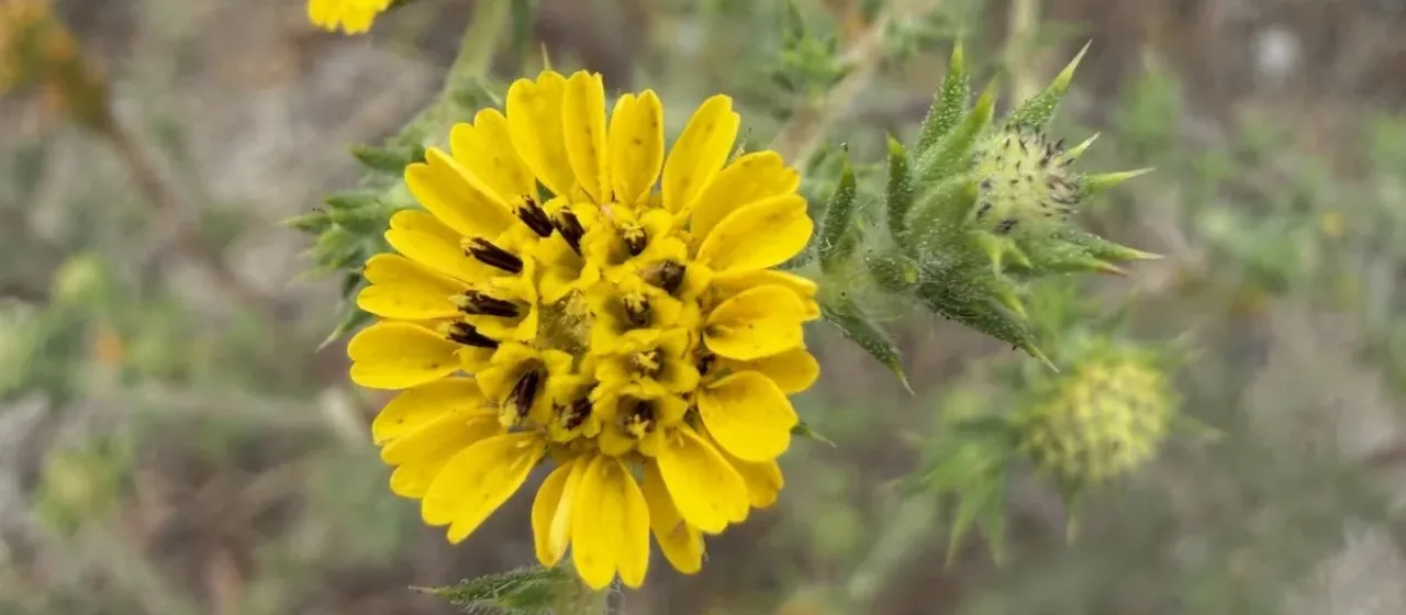 Centromadia