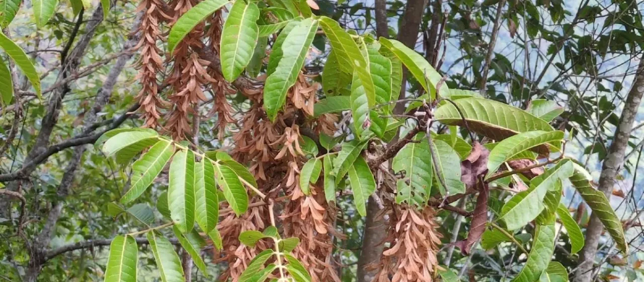 Engelhardia spicata