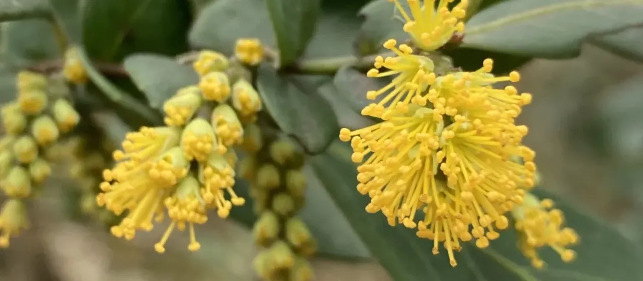 Azara uruguayensis