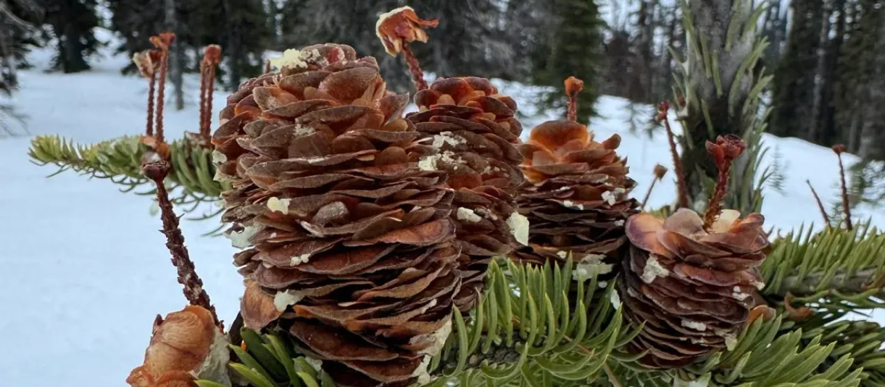 Subalpine fir