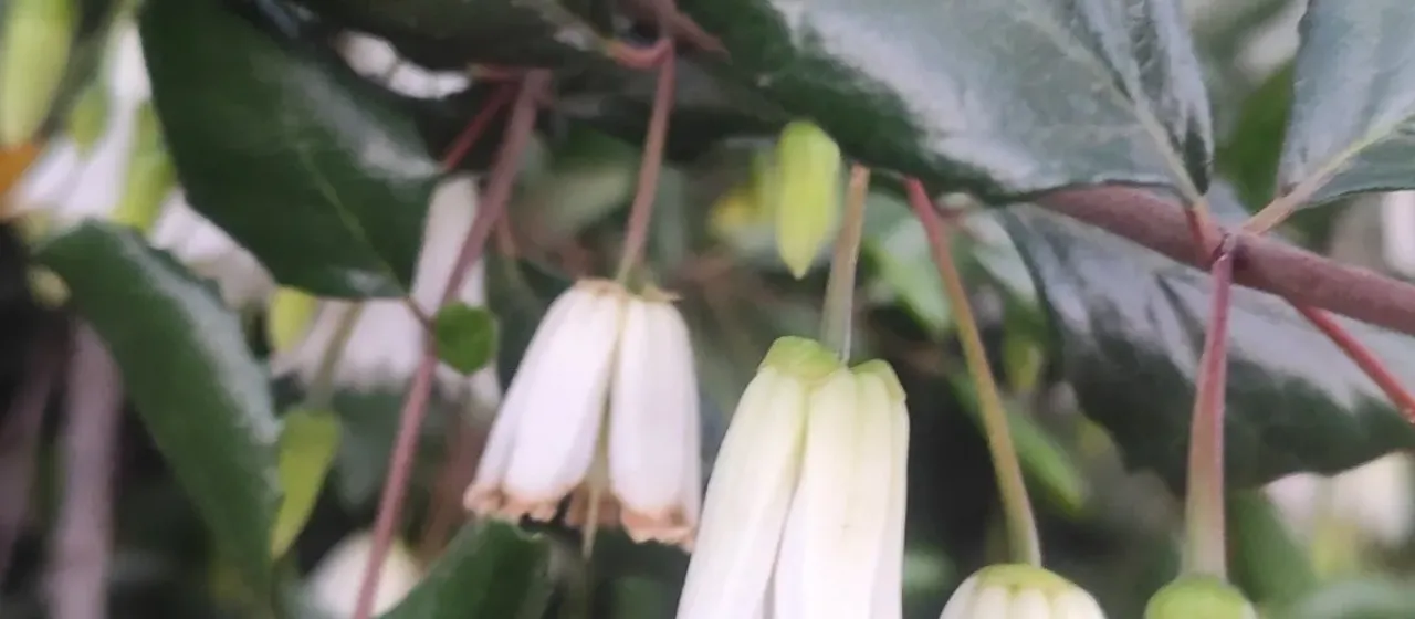 Crinodendron patagua