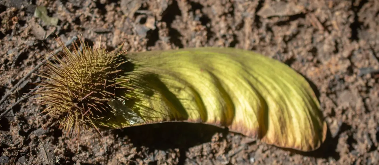 Centrolobium paraense