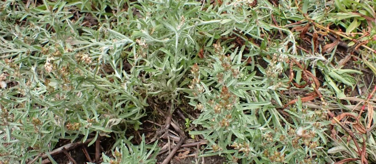 Gamochaeta antillana