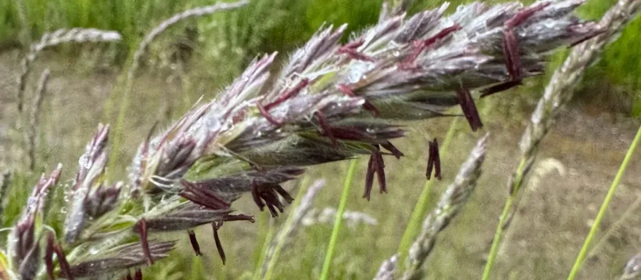 Innovated lyme grass