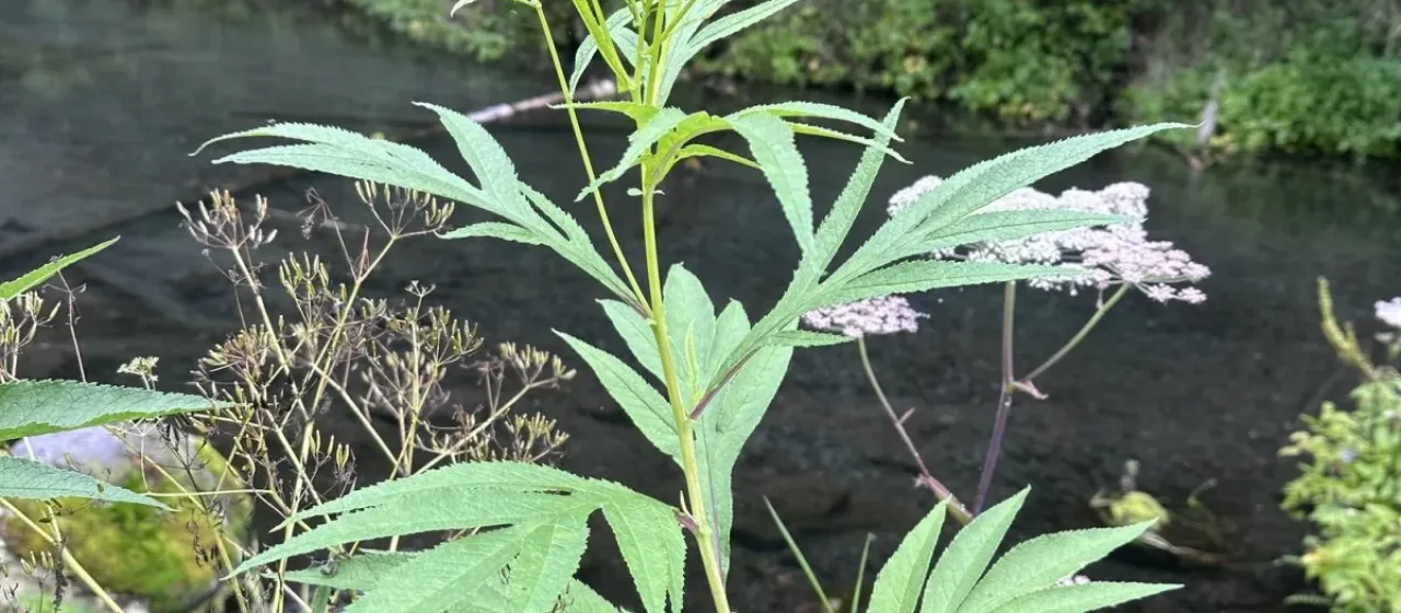 Hemp-leaved ragwort