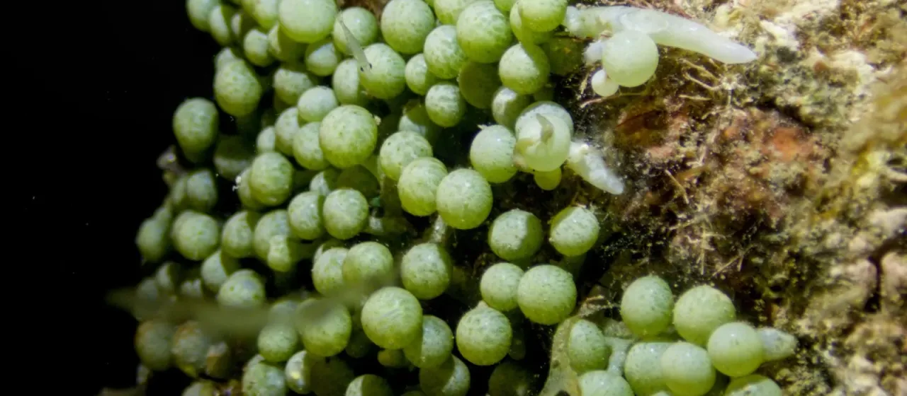 Sea grape