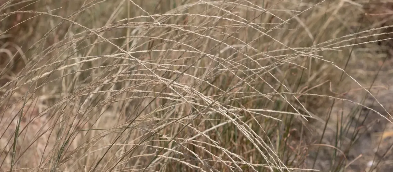 Smutgrass