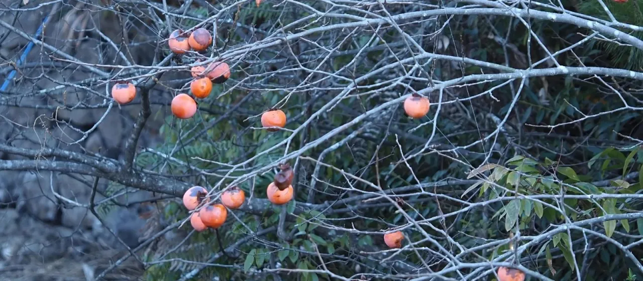Japanese persimmon