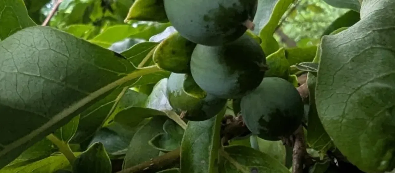 Date plum