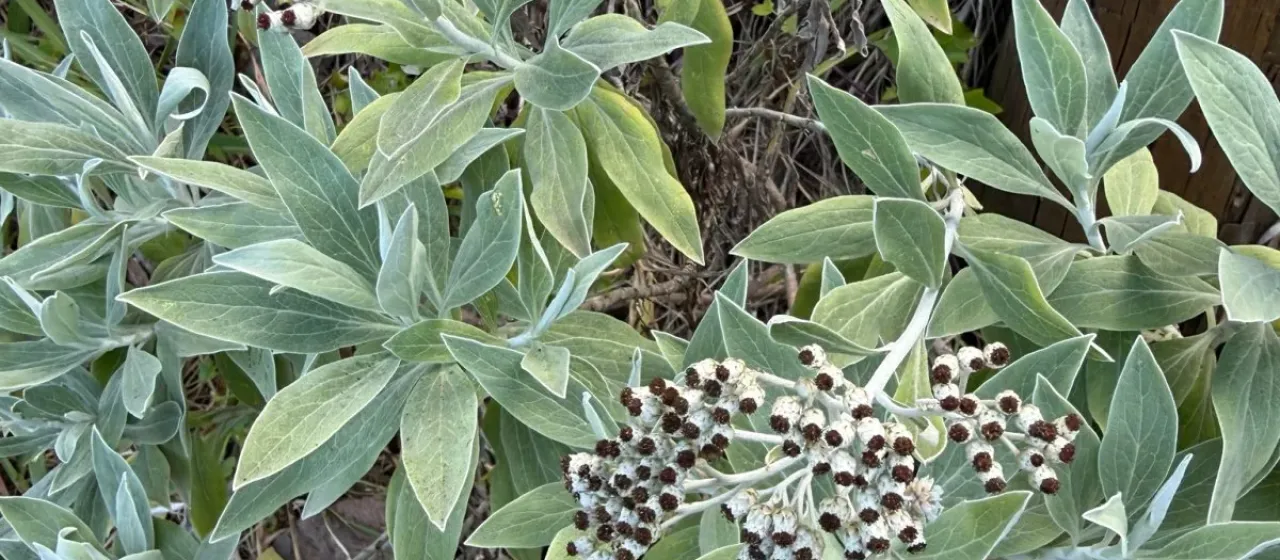 Helichrysum melaleucum