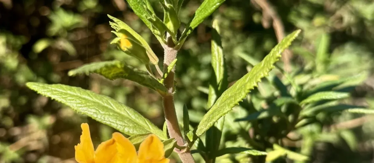 Sticky monkey-flower