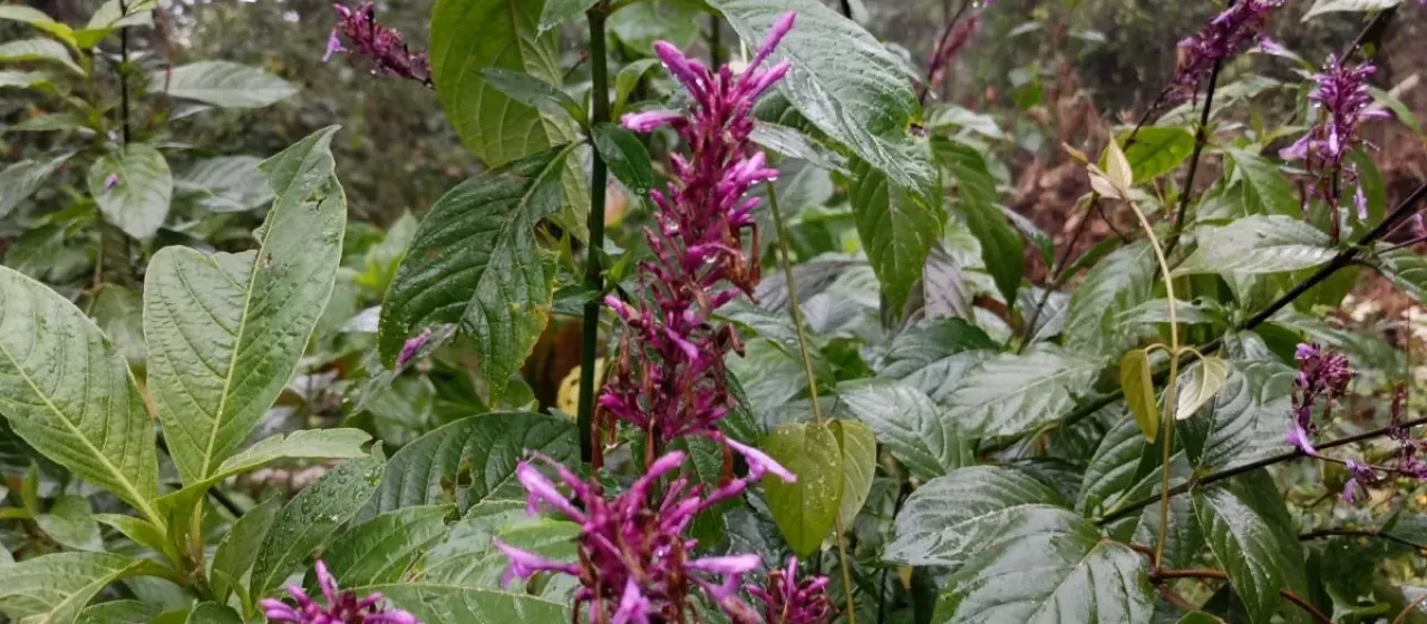 Odontonema callistachyum