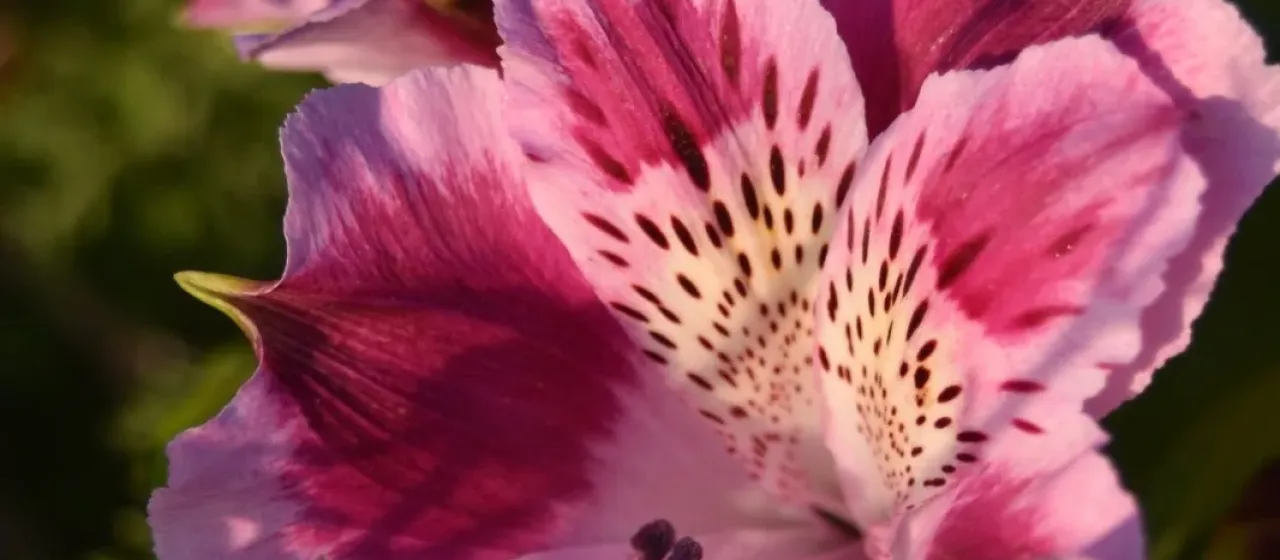 Alstroemeria pelegrina