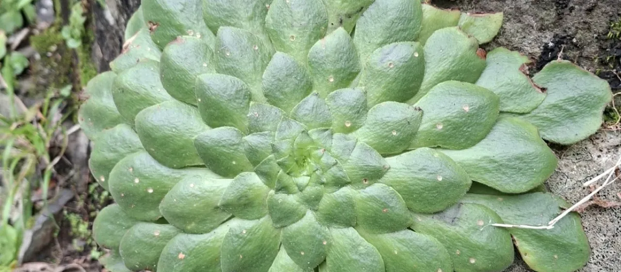 Aeonium glandulosum
