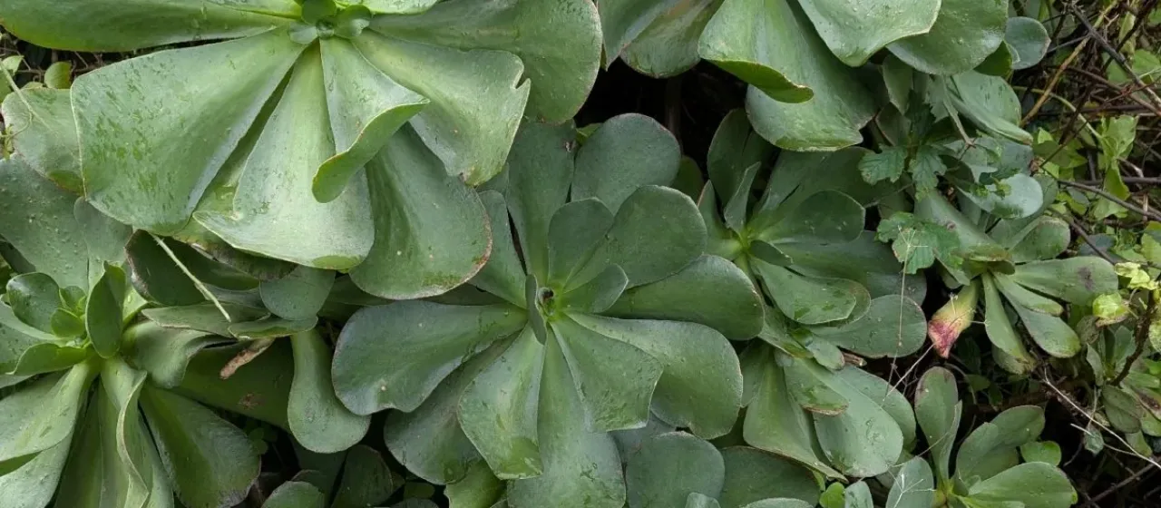 Aeonium glutinosum