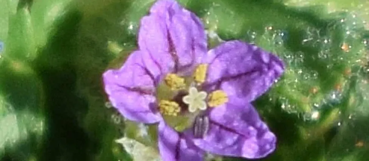 Shortfruit stork's-bill