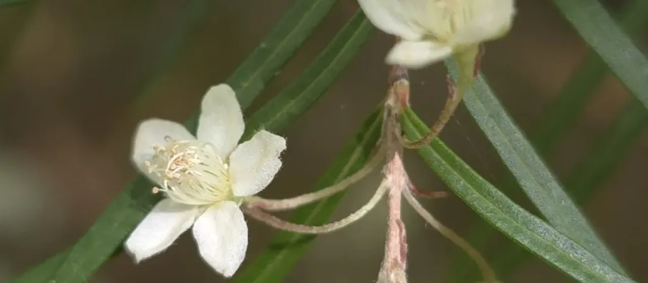 Austromyrtus tenuifolia