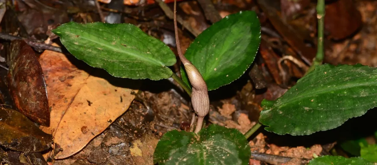 Lagenandra meeboldii
