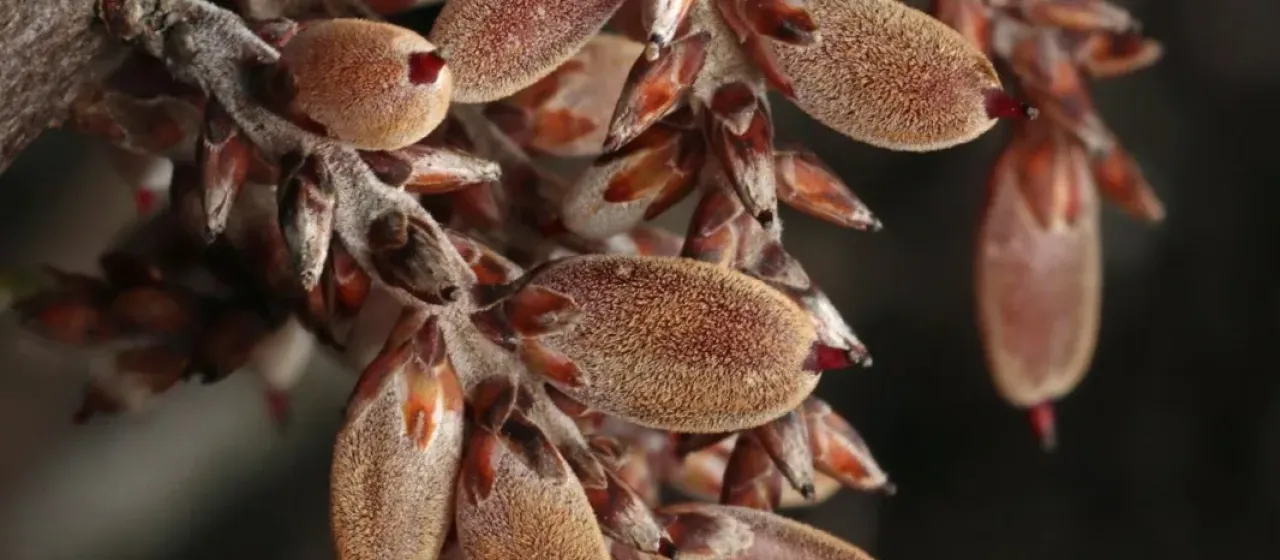 Acrotriche depressa