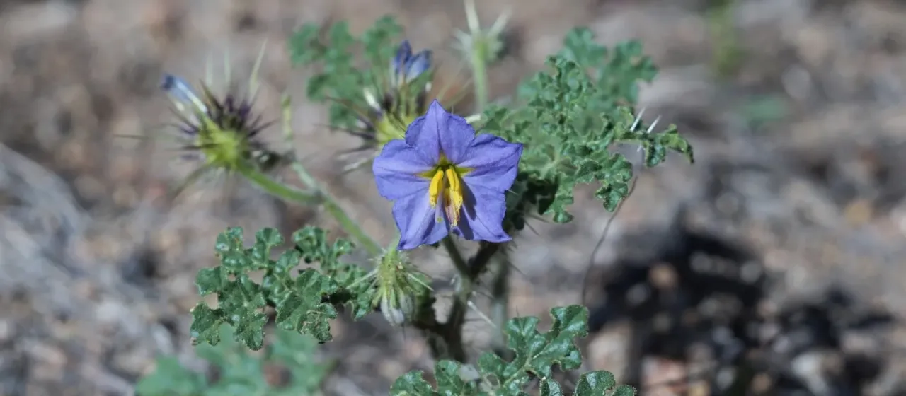 Solanum heterodoxum