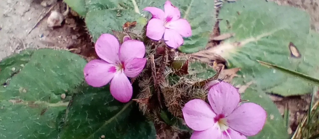 Stenandrium dulce
