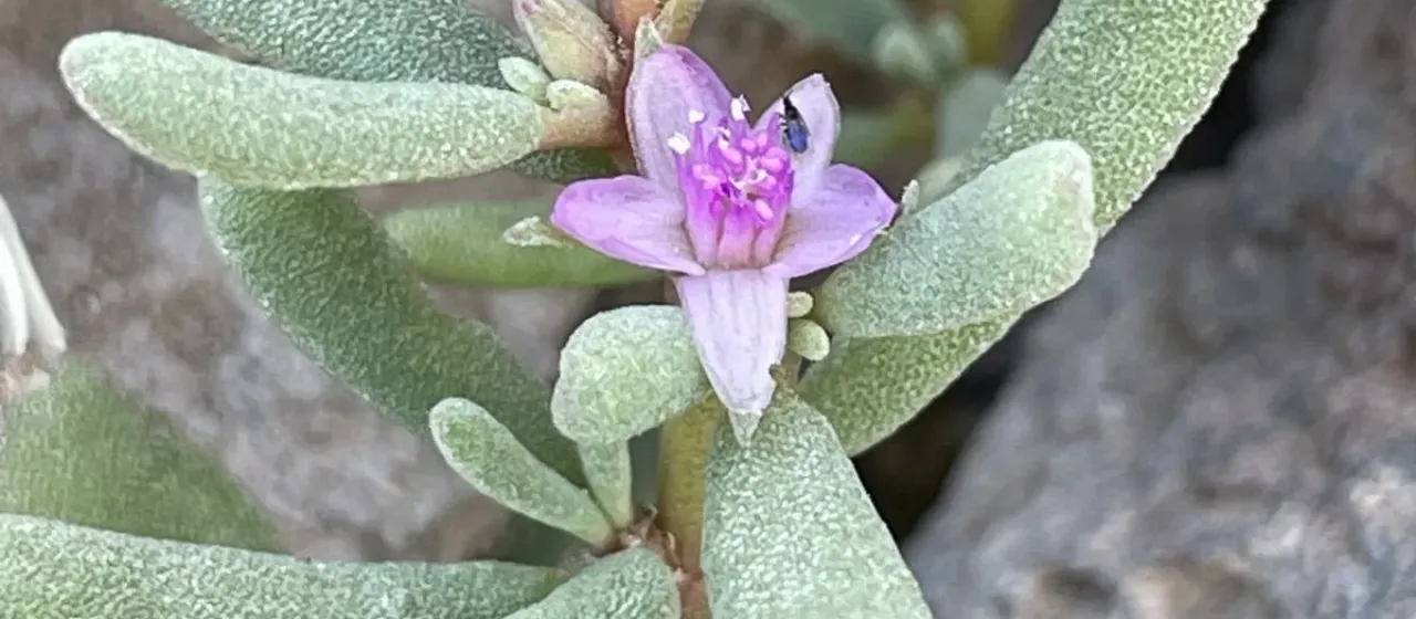 Sesuvium verrucosum