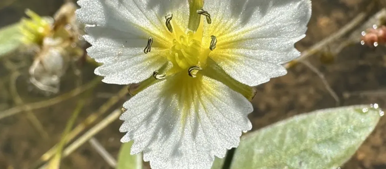 Damasonium californicum