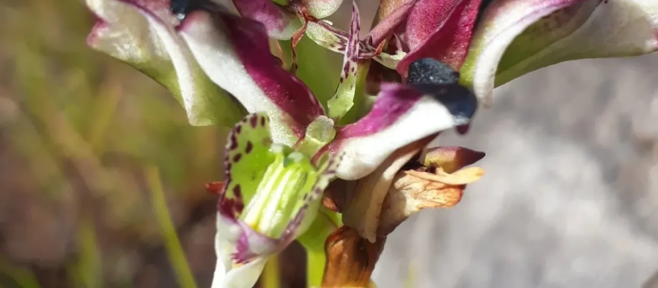 Disa Bergius