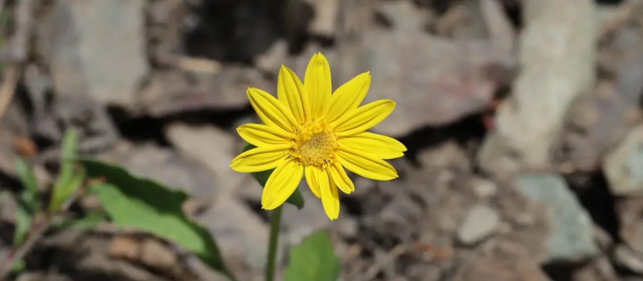 Heartleaf arnica