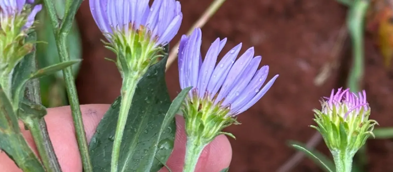Leafy aster