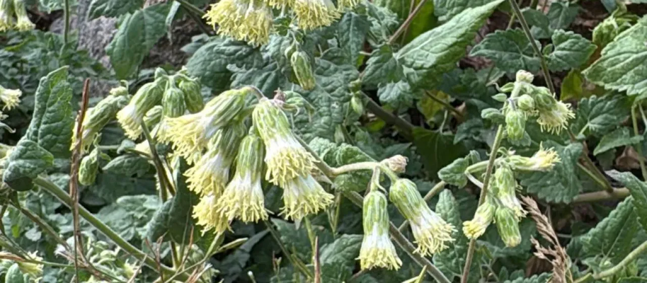 Brickellia grandiflora