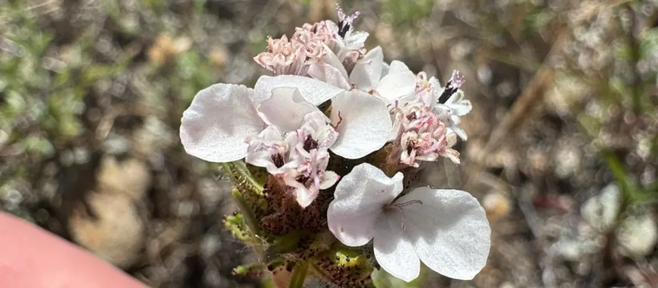 Calycadenia
