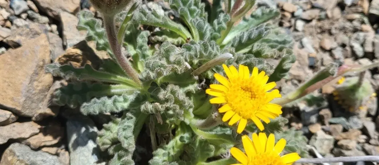 Dwarf goldenweed
