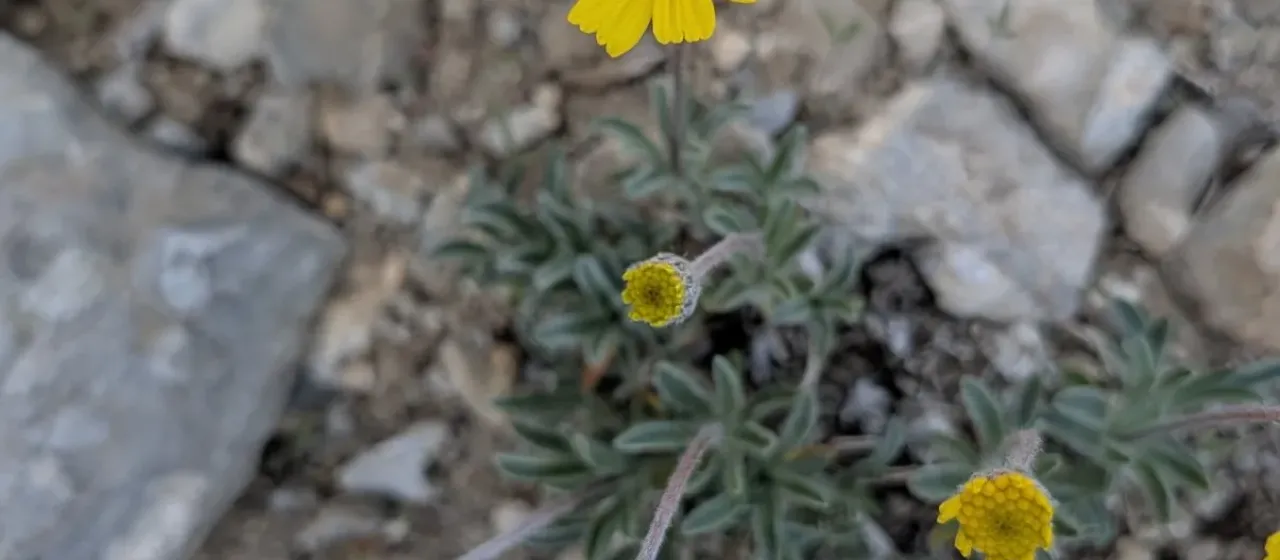 Tetraneuris acaulis