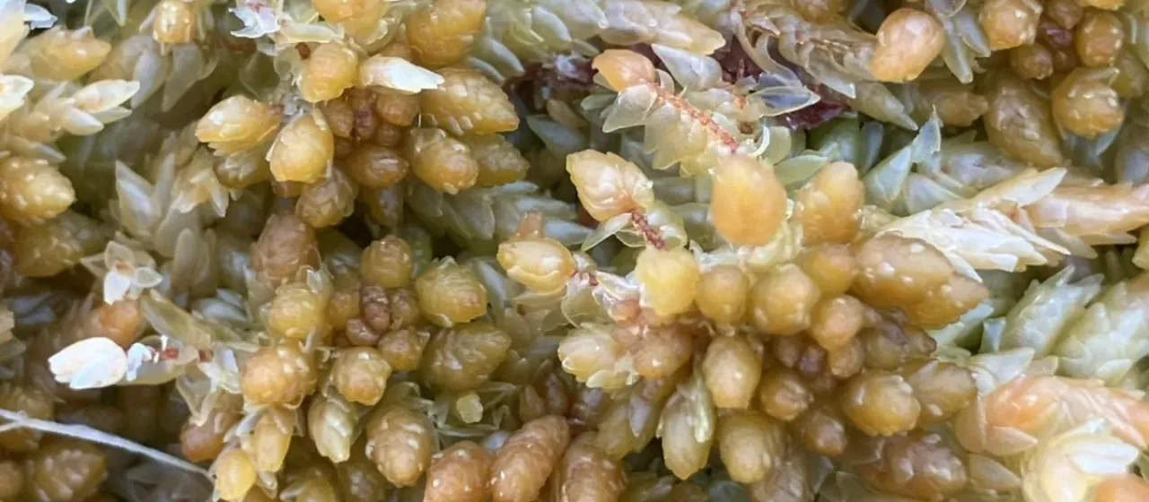 Sphagnum papillosum