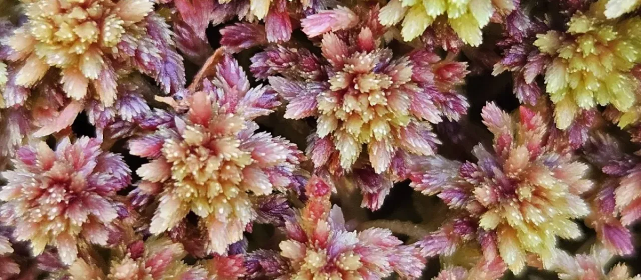 Sphagnum capillifolium