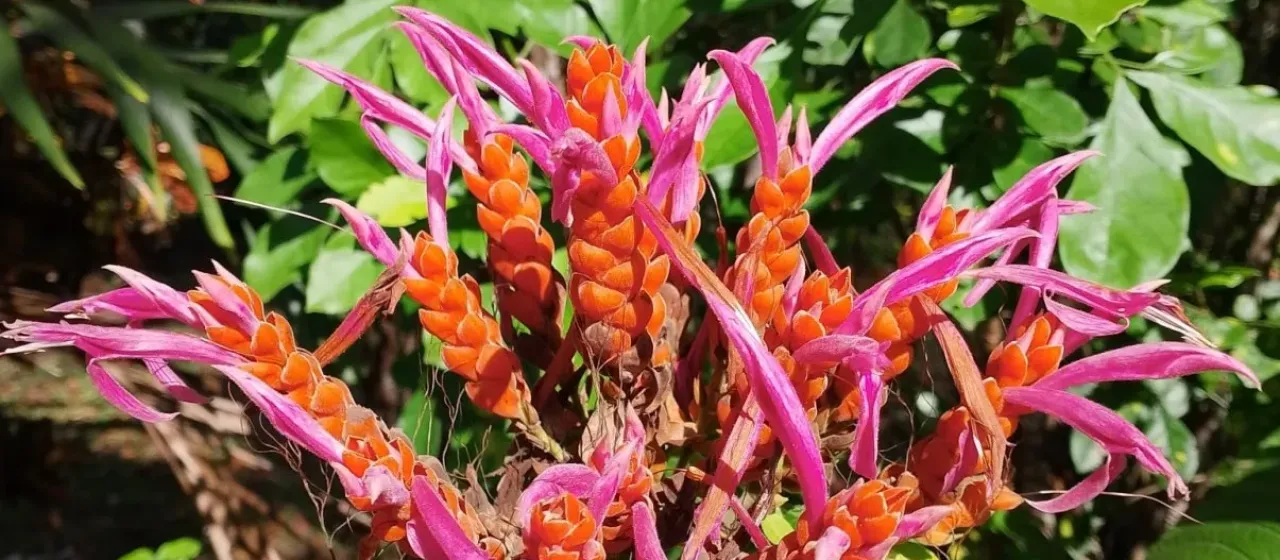 Coral Aphelandra